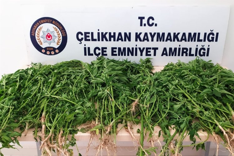 Adıyaman Çelikhan'da tütün tarlasındaki kenevire tutuklama -