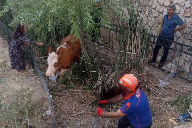 Adıyaman'da AFAD ekipleri ineği dereden kurtardı! -