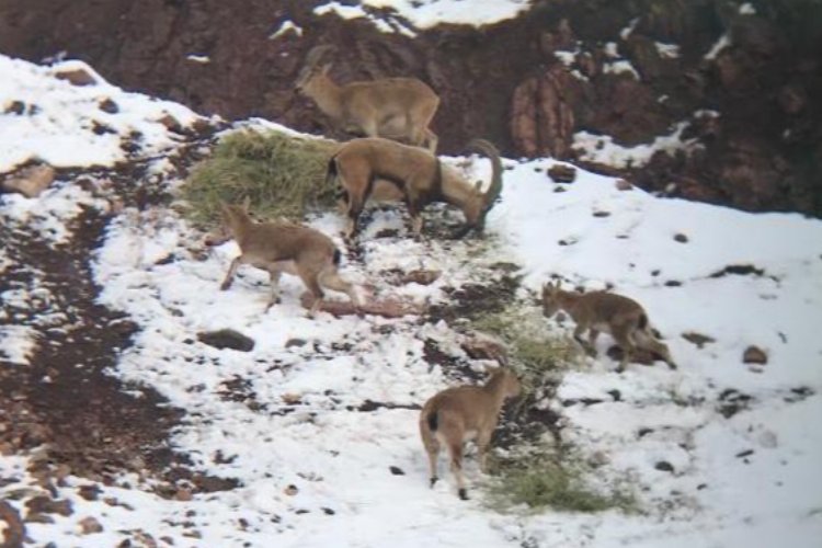 Adıyaman’da etkisini sürdüren kar yağışı yaban hayatı etkiliyor -