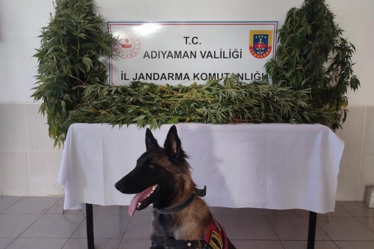 Adıyaman'da izinsiz kenevir yetiştiriciliğine 1 gözaltı -