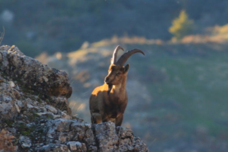 Adıyaman'da yaban keçisi avı 508 bin liraya mal oldu! -