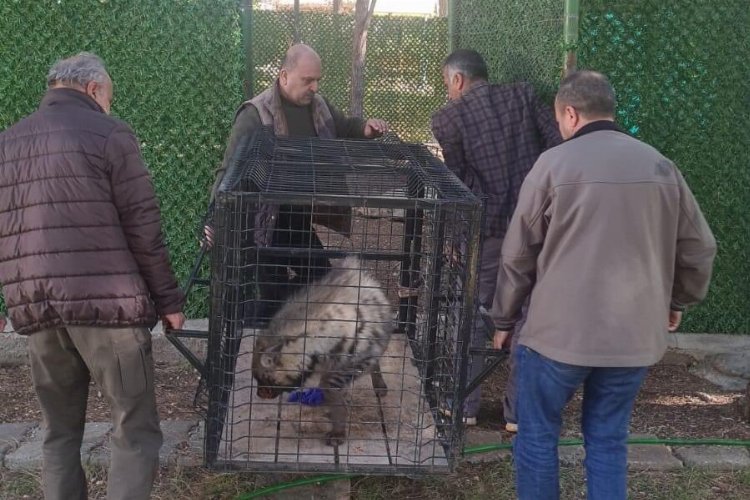 Adıyaman'daki çizgili sırtlan Şanlıurfa'da rehabilite edilecek -