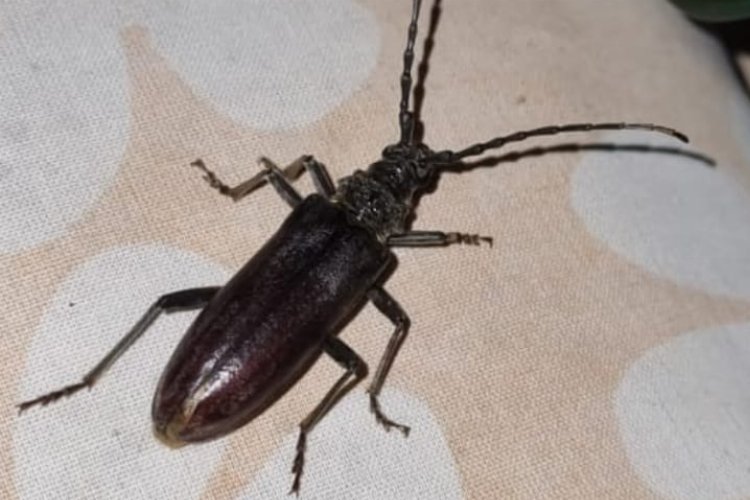 Ağaçların korkulu rüyası 'Teke Böceği' Bilecik’te görüldü -