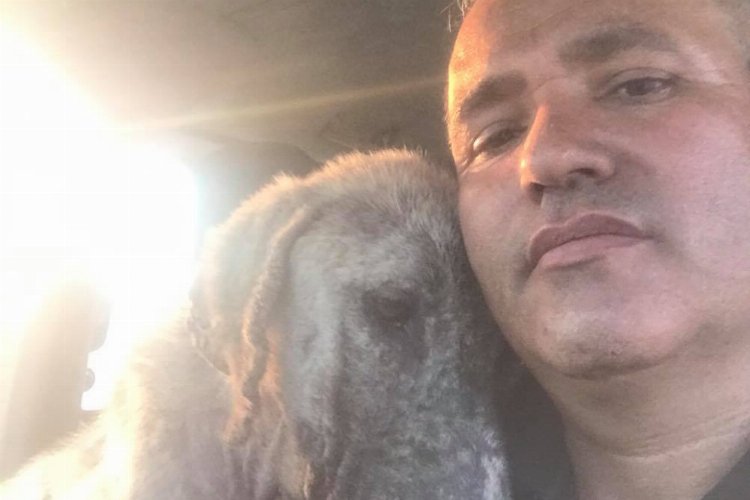 Aksaray'da zehirlenen köpeği kurtardı 