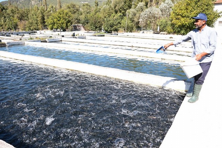 Alabalık üreticilerine büyük destek -