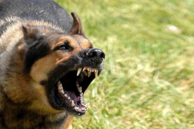 Ankara'daki köpek saldırısıyla ilgili İçişleri soruşturma başlattı -