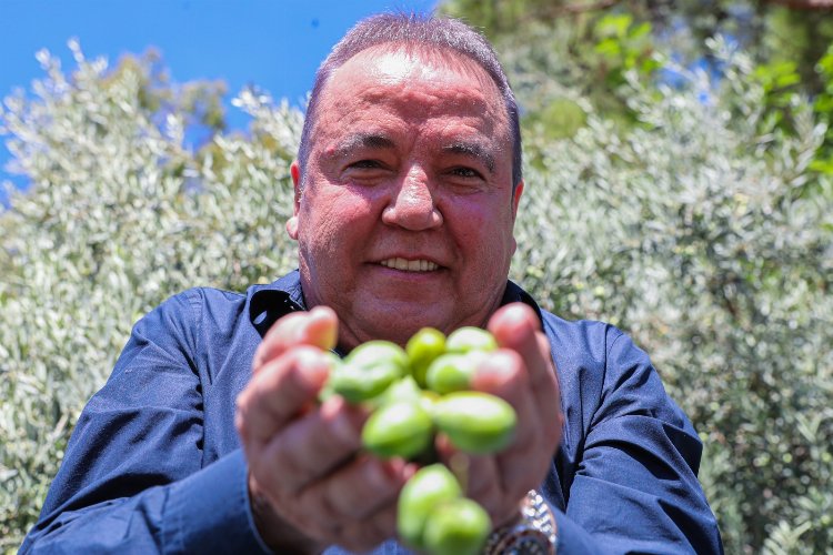 Antalya'da zeytin özel koruma altında -