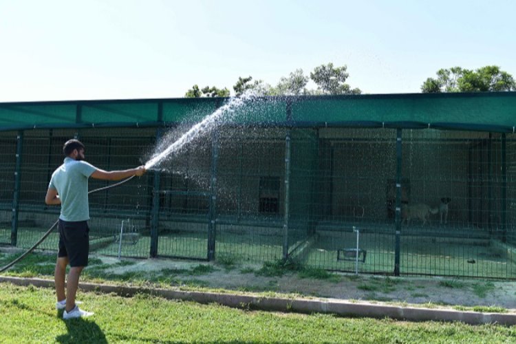 Antalya Muratpaşa'da hayvanlara sulu serinlik -