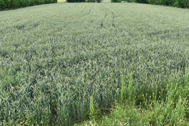 Ata tohumları bereket saçıyor -