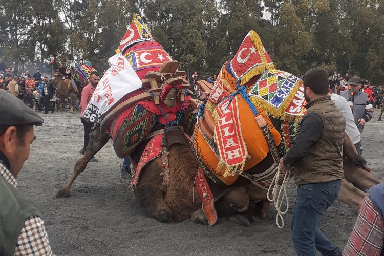 Aydın Didim'de deve güreşlerine yoğun ilgi -