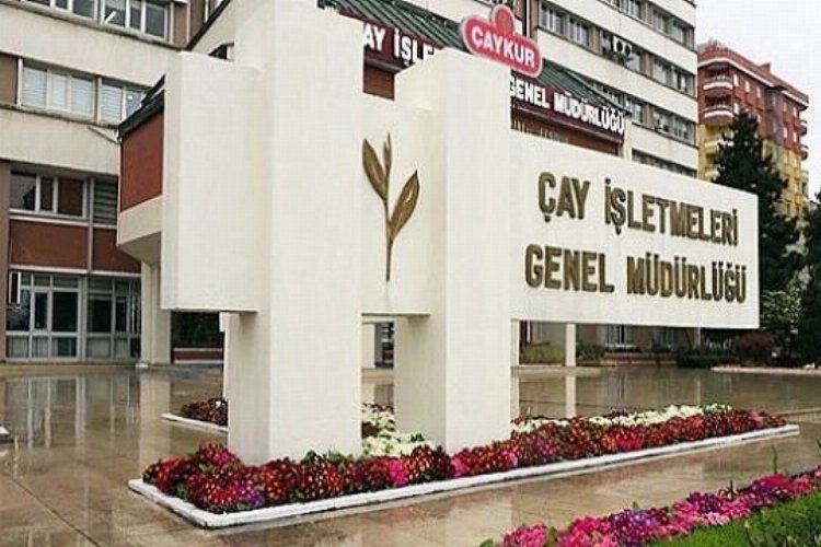 Çaykur alacağı yaş çay miktarını açıkladı -