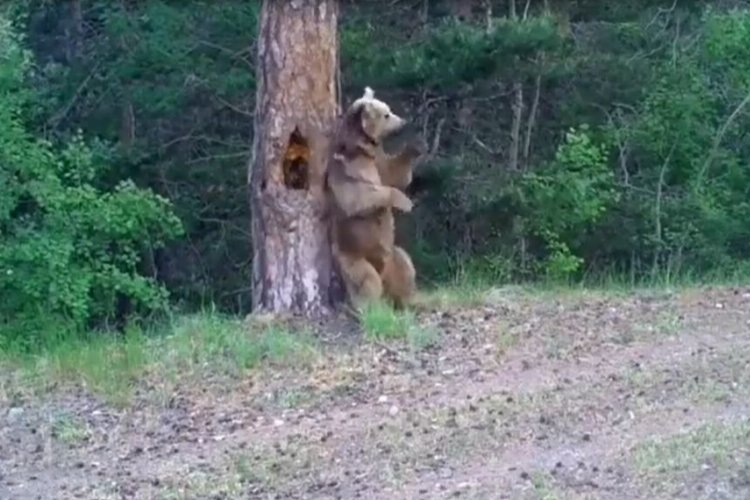 Ayıların ormanda kaşınma dansı! -