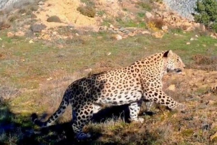 Bakan Kirişci'den 'Anadolu Leoparı' paylaşımı -