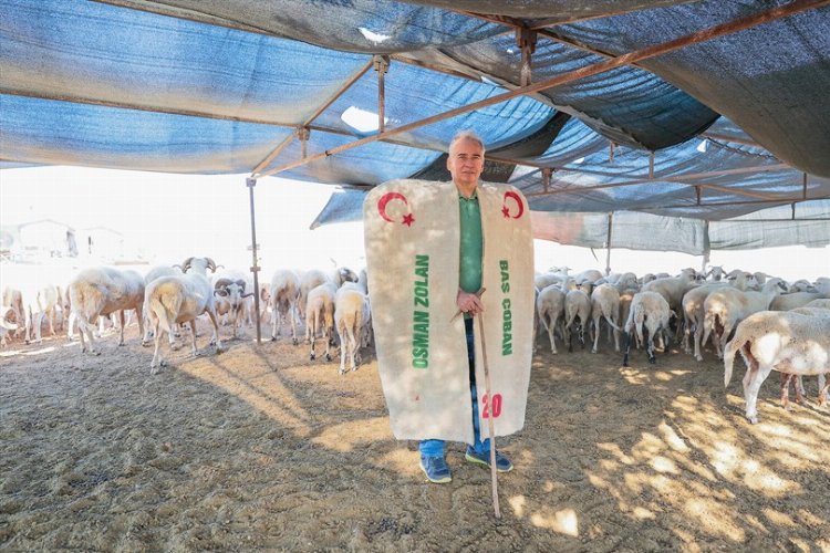 Başkan Zolan çoban kepeneği giydi, koyun kırktı -