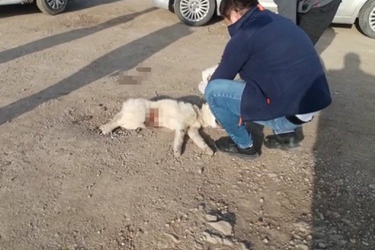 Belediyenin duyarsız kaldığı yaralı köpeğe vatandaşlar sahip çıktı -
