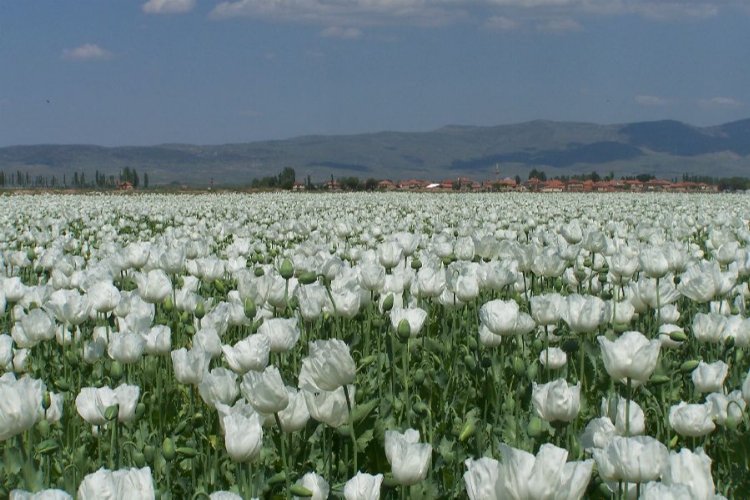Beyaz haşhaş Hindistan seferinde -