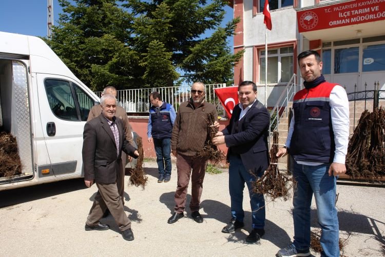 Bilecik Pazaryeri’nde ahududu fidanları toprakla buluşacak -