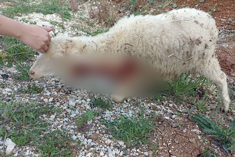 Bilecik Pazaryeri'nde sürüden ayrılan koyunları kurt kaptı! -