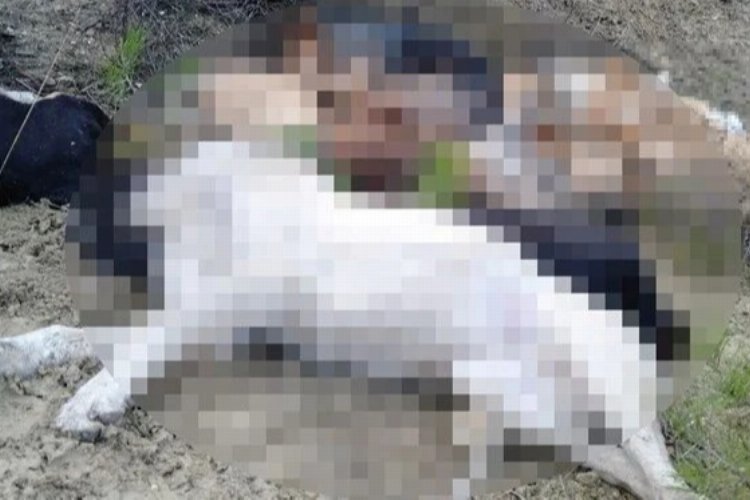 Bilecik Pazaryeri'nde şüpheli köpek ölümlerine 4 gözaltı -