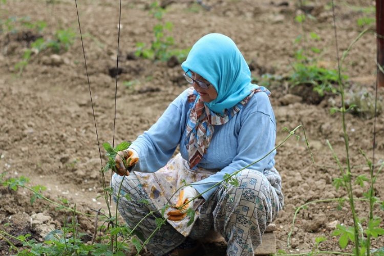 Bilecik Pazaryeri'nde üretici çiftçinin iplikleme mesaisi -