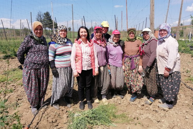 Bilecik Pazaryeri'nde yetişen şerbetçiotu üreticisi iplikleme mesaisinde -