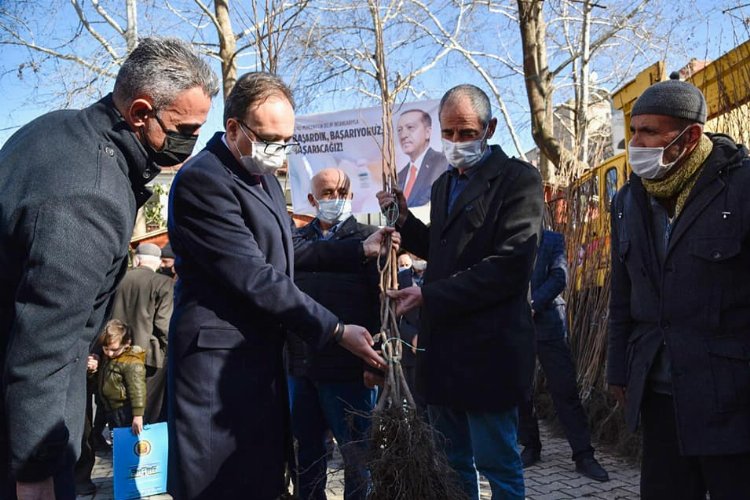 Bilecik’te bin cennet hurması fidanı toprakla buluşacak -