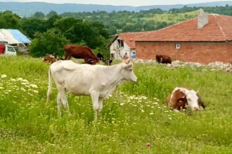 Bilecik'te kaçan düvelerden ikincisi de bulundu -