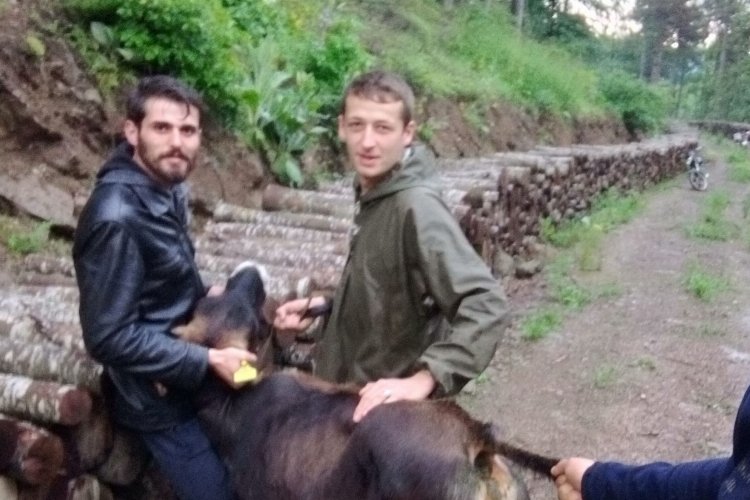 Bilecik'te kaçan kurbanlıklar bulundu -