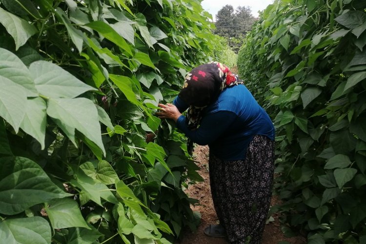 Bilecik'te 'Pazaryeri Boncuk Fasulyesi'nde buruk hasat -