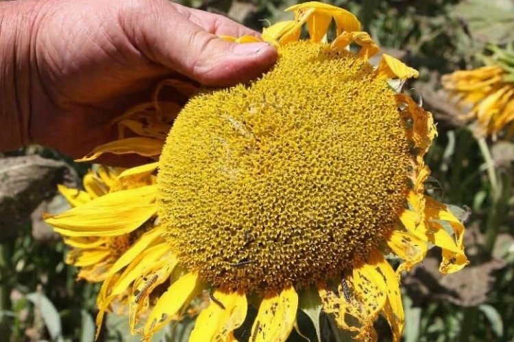 Bilecik'te üreticilere 'çayır tırtılı' uyarısı -