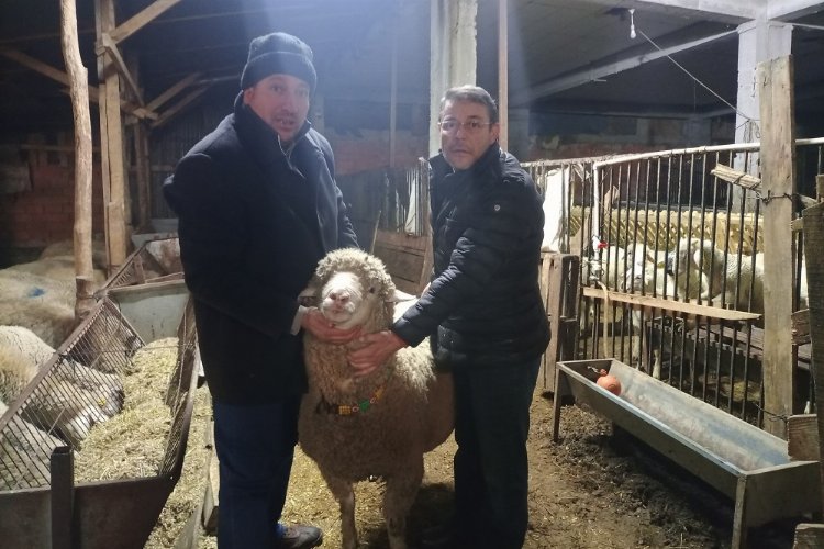 Bilecikli çiftçi sözünü tuttu... Depremzedelere bağış yapana koçunu teslim etti -