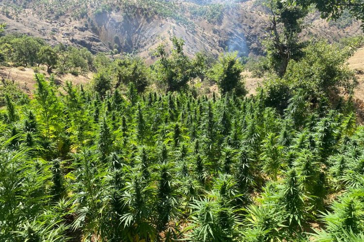 Bingöl’de 2 bin 252 kök kenevir bitkisi ele geçirildi -