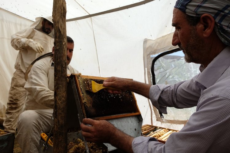 Bingöl'de 2 bin 300 rakımda bal hasadı -