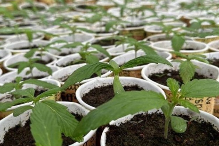 Bingöl’de 3 bin 340 kök kenevir ele geçirildi -