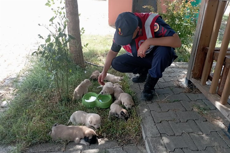Bingöl'de anne ve yavru köpeklere Jandarma şefkati -