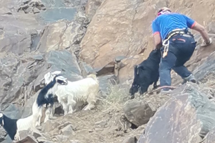 Bingöl'de kayalıklarda mahsur kalan 7 oğlak kurtarıldı -