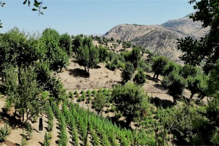 Bingöl'de kenevir operasyonu -