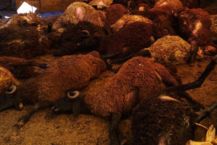 Bingöl Karlıova’da kuzular telef oldu -