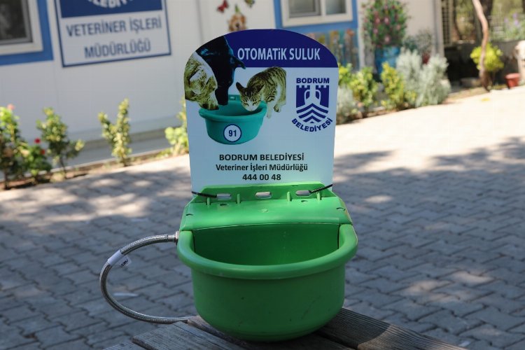 Bodrum'da sokak hayvanları için otomatik suluk -