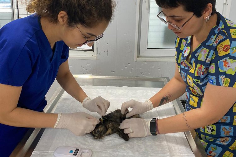 Bodrum'da yaralanan yavru kedi için seferber olundu -