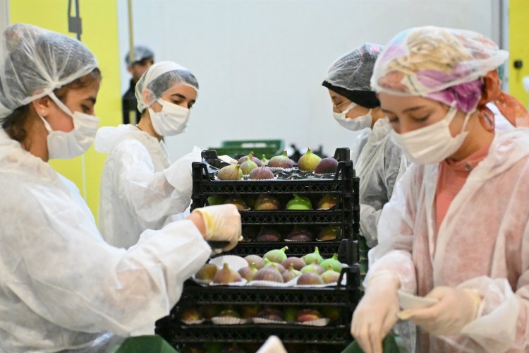 Bursa Büyükşehir incir üreticisine can suyu oluyor -