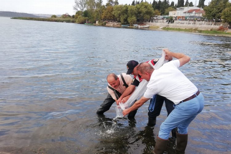Bursa’da 4 milyona yakın sazan yavrusu göletlere bırakıldı -