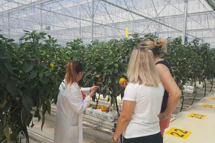 Bursa'da 45 çeşit üründe 'iyi tarım' denetimi -