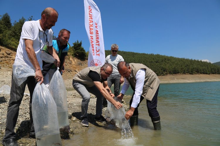 Bursa'da 5 bin yayın balığı Demirtaş'a bırakıldı -