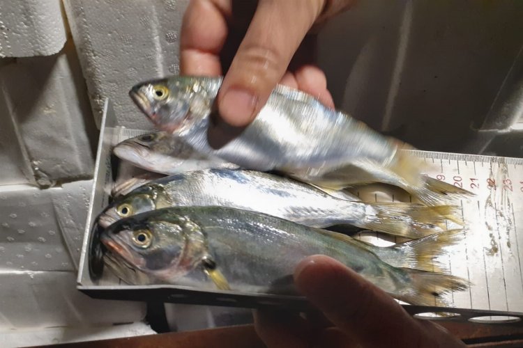 Bursa'da Balık Hali'ne şok denetim! -