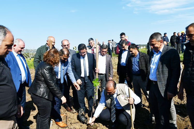 Bursa'da incir üretimini artıracak fidanlar Mudanya'ya dikildi -