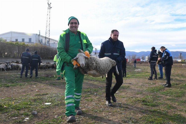 Bursa'da keçi ve koyunlar kaçtı... Osmangazi ekipleri yakaladı -
