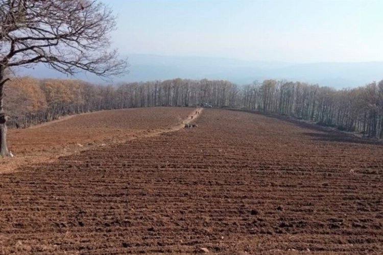 Bursa'da Mustafakemalpaşa 'maviyemiş' üssü olacak