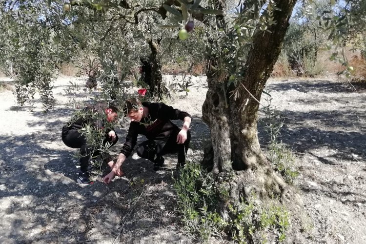 Bursa'da öğrenciler zeytini dalından sofraya getiriyor -