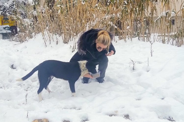 Bursa'da sokak hayvanlarına DOSABSİAD'dan dost eli -
